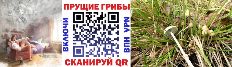 Псилоцибиновые грибы мицелий  Купить закладки  Гурьевск 